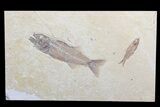 Mioplosus & Knightia Fossil Fish Association - Wyoming #75982-1